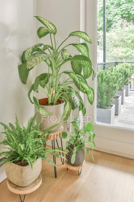 Alto angolo di piante d'appartamento verdi assortiti che crescono in vasi di ceramica collocati in camera di appartamento moderno — Foto stock