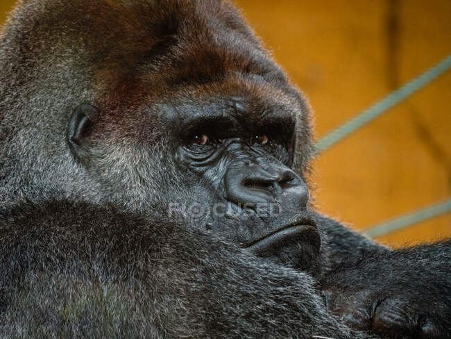 Primate con spesso cappotto marrone e grigio distogliendo lo sguardo alla luce del giorno su sfondo sfocato — Foto stock