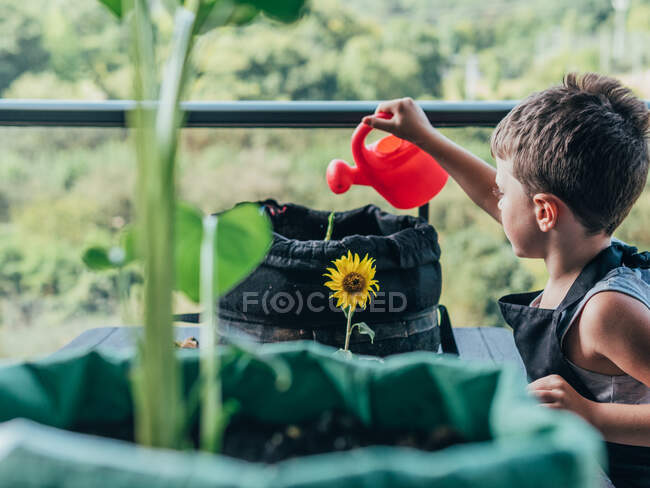 Niño sincero en delantal de jardinería con olla de riego y flor Helianthus mirando hacia otro lado contra Alocasia en balcón - foto de stock