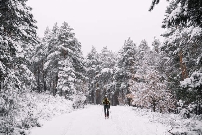 Back view full body of unrecognizable male with backpack skiing between coniferous trees in winter woodland — Stock Photo