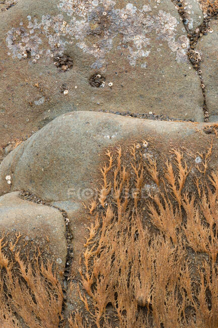 Background of low tide Ruby Beach, Olympic National Park, Washington coast — Stock Photo