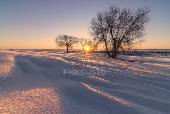 Scenery of vast endless terrain covered with snow with bare trees growing in winter countryside at sundown — Stock Photo