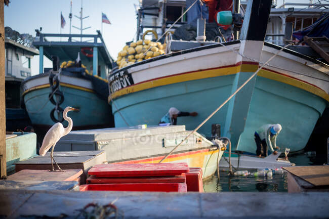 Garça com penas brancas na doca perto de pessoas que trabalham com barcos no porto na Malásia — Fotografia de Stock