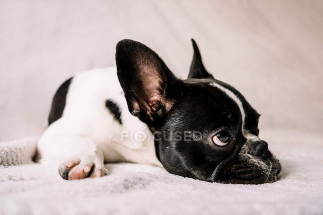 Pequeno Bulldog francês deitado em um sofá em cima de um cobertor branco e olhando para longe — Fotografia de Stock