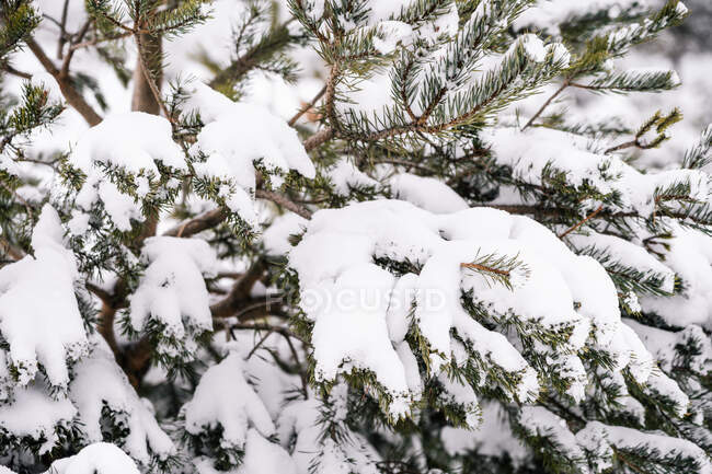Spruce branches with needles growing in snowy coniferous forest in cold winter day — Stock Photo
