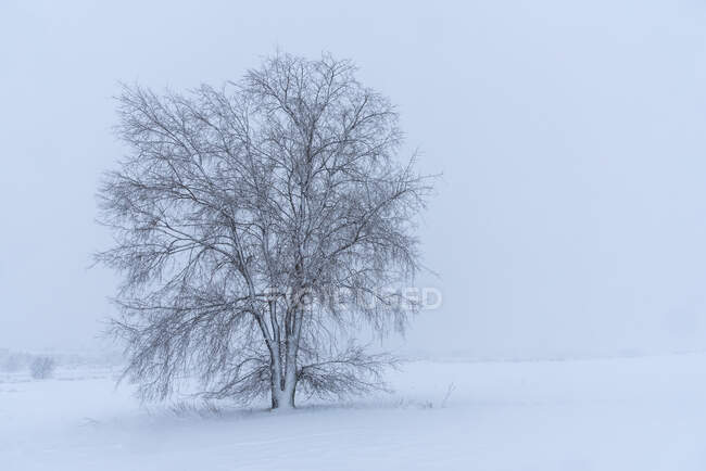 Scenery view of dry tree growing on snowy land with hillsides under light sky on winter day in countryside — Stock Photo