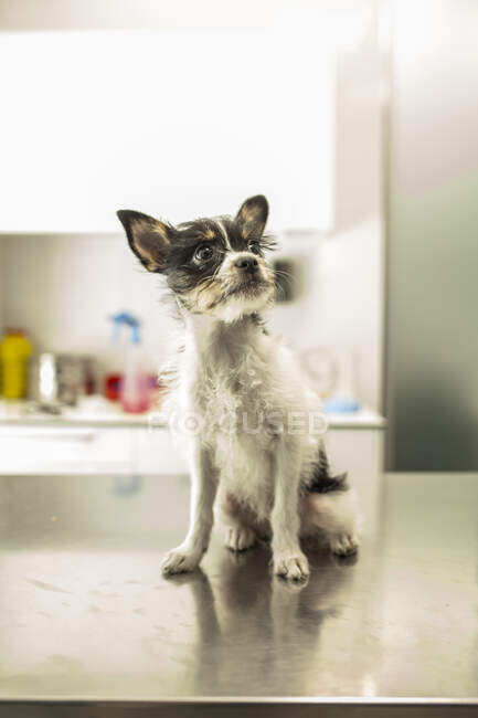 Дивне маля чіхуахуа з довгим хутром на столі у ветеринарній лікарні. — стокове фото