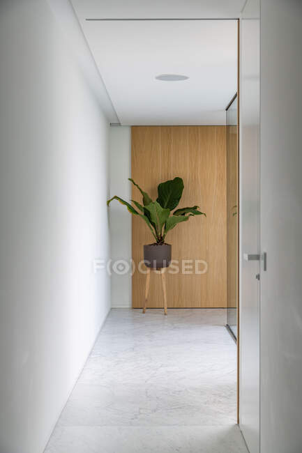 Plante exotique avec de grandes feuilles vertes en pot placées dans le couloir de la villa contemporaine par une journée ensoleillée — Photo de stock
