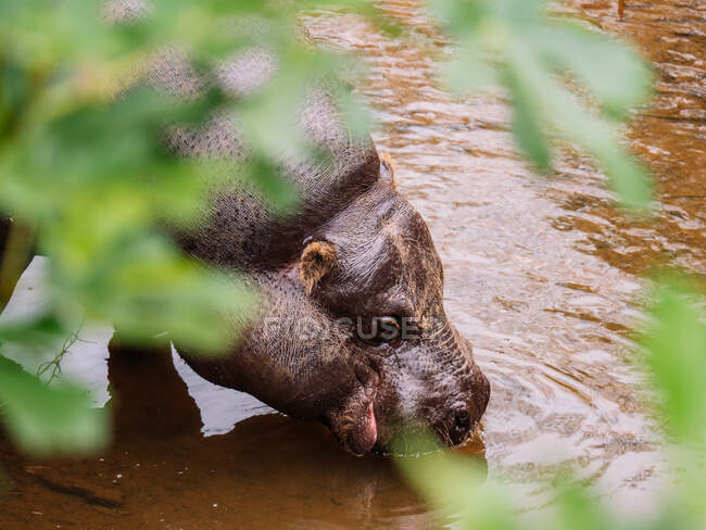 Haut angle d'hippopotame avec peau grise eau potable dans l'étang avec des ondulations à la lumière du jour — Photo de stock