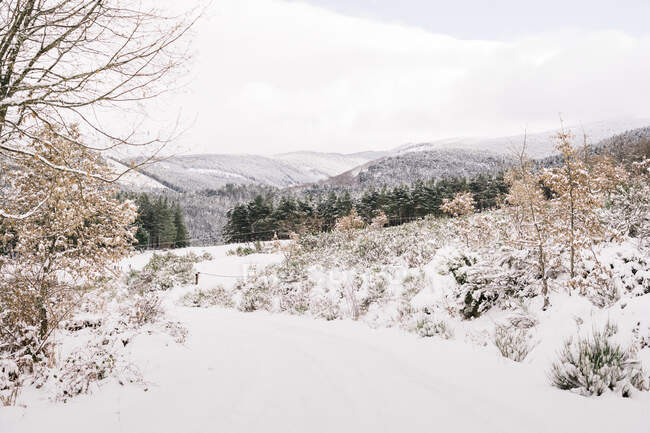 Cenário pitoresco de estrada nevada vazia entre árvores em dia nublado no tempo de inverno — Fotografia de Stock