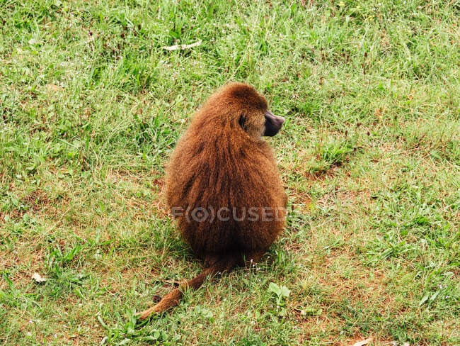 Pavian mit flauschigem braunem Fell schaut weg, während er an einem Sommertag auf einer Wiese in der Savanne sitzt — Stockfoto
