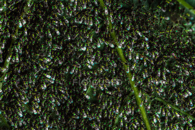 Vespas calcárias (Torymus sp.) e (Chrysocharis sp.) realizando comportamento estranho não identificado — Fotografia de Stock