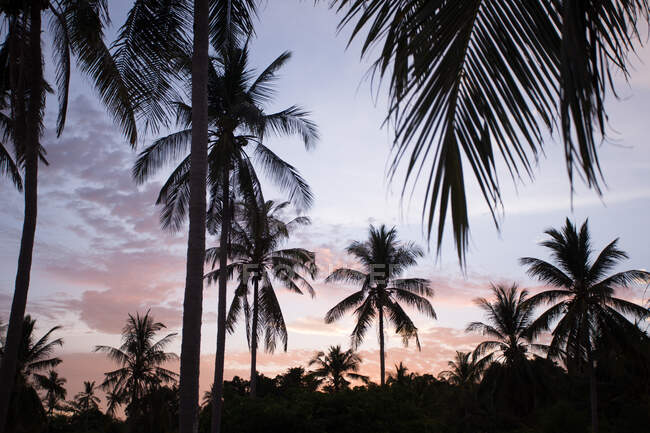 Niedrige Silhouetten hoher tropischer Bäume mit großen Ästen, die bei Sonnenuntergang in den Tropenwäldern Malaysias wachsen — Stockfoto