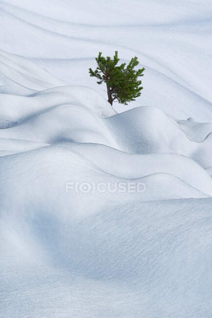 Árbol de coníferas solitario con agujas que crecen en las ramas entre las corrientes de nieve en la naturaleza invernal nevada - foto de stock