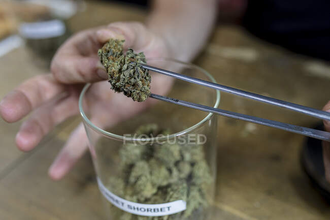 Cultivez un mâle anonyme avec une pince à épiler sortant des bourgeons secs de cannabis sur la table dans un espace de travail — Photo de stock
