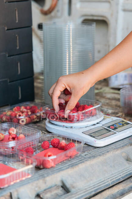 Side view of attentive female gardener measuring weight of ripe raspberries on digital scales in van trunk — Stock Photo