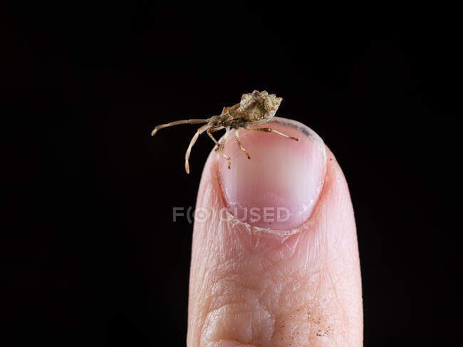 Fallo de muelle o squashbug marrón rojizo (Coreus marginatus) en el dedo - foto de stock