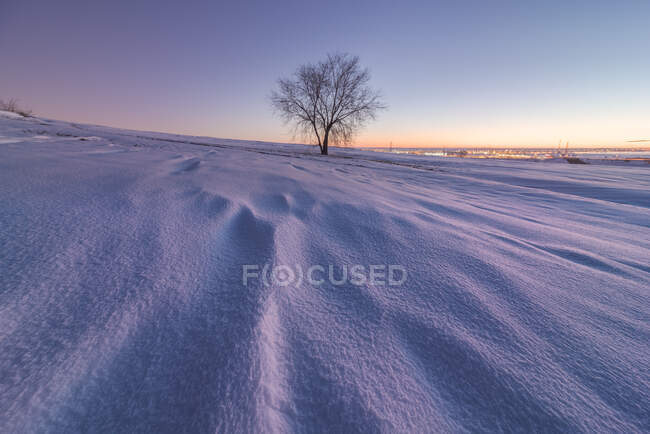 Пейзаж обширной бесконечной местности, покрытой снегом с голыми деревьями, растущими в зимней сельской местности на закате — стоковое фото