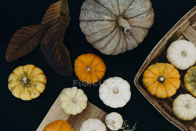 Top view composition of various types of pumpkins arranged near plant leaf on black background — Stock Photo