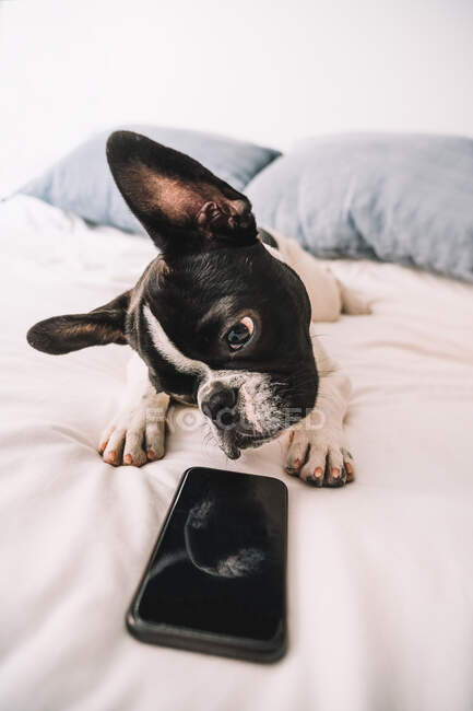 Niedliche reinrassige Französische Bulldogge liegt auf einem bequemen Bett und schaut interessiert aufs Handy — Stockfoto