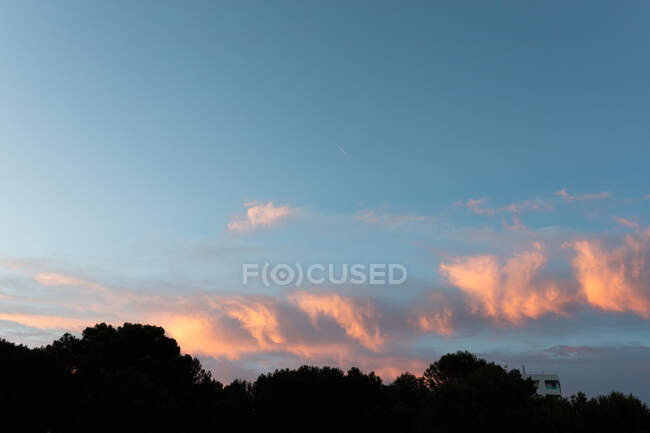 Вид на високі пишні силуети дерев під пухнастими хмарами в блакитному небі на заході сонця — стокове фото