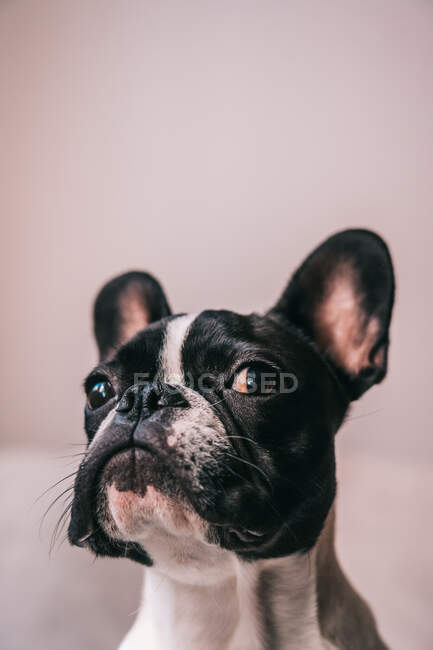 Small French Bulldog with raised ears looking away on a pink background — Stock Photo