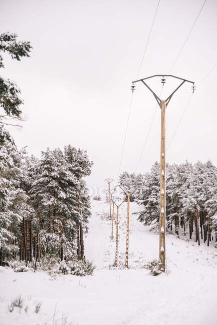 Ряд столбов с электрическими проводами, расположенных среди снежных хвойных деревьев в лесу в облачный зимний день — стоковое фото