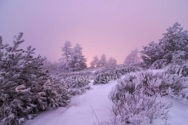 Coniferous trees covered with snow growing in hazy winter valley in Sierra de Guadarrama National Park at sundown — Stock Photo