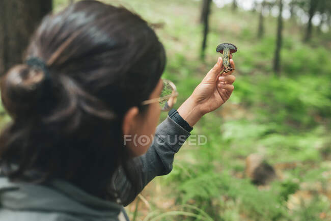 Vista posteriore di una femmina irriconoscibile che guarda il fungo selvatico Boletus commestibile con cappello blu nei boschi — Foto stock
