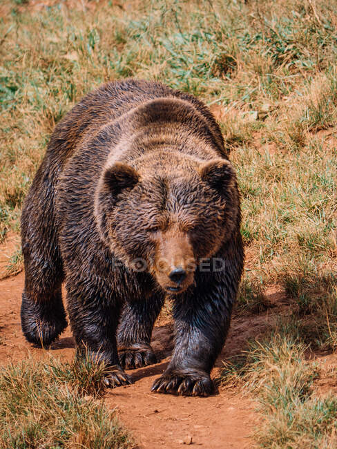 Pequeño oso con pelaje marrón mirando hacia otro lado mientras está de pie sobre una montura áspera durante el día sobre un fondo borroso - foto de stock