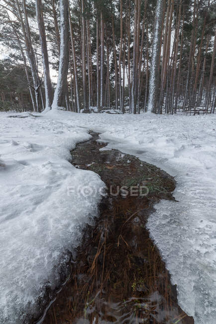 Ruisseau sinueux traversant une forêt sans feuilles couverte de neige en hiver Parc national de la Sierra de Guadarrama — Photo de stock