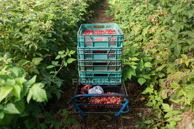 Plastic container full of ripe red raspberries in crates in agricultural plantation — Stock Photo
