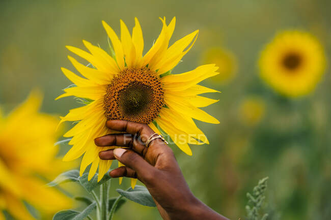 Ernte unkenntlich ethnische weibliche Berührung blühende Sonnenblume mit angenehmem Aroma und sanften Blütenblättern in der Landschaft — Stockfoto