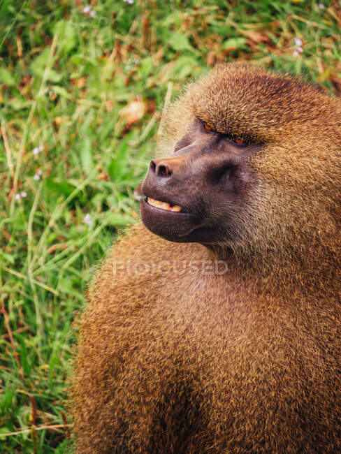 Baboon with fluffy brown coat looking away while getting angry on meadow in savanna on summer day — Stock Photo