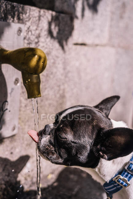 Vista lateral do Bulldog francês bebendo água limpa da torneira na parede de concreto — Fotografia de Stock
