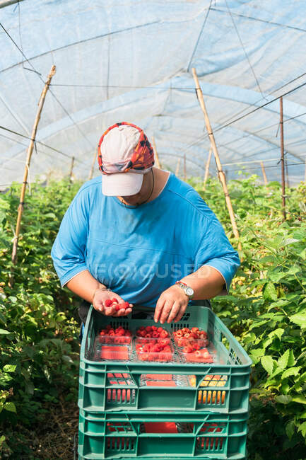 Gärtnerin überprüft Beeren beim Sammeln reifer Himbeeren in Plastikkisten im Gewächshaus während der Erntezeit — Stockfoto
