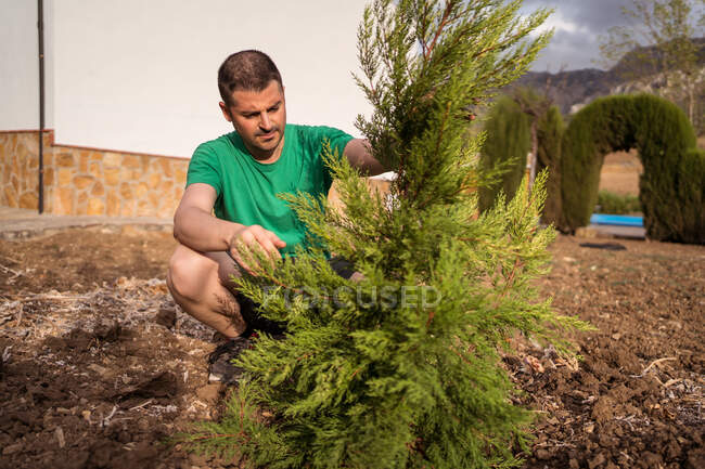 Adult male horticulturist planting evergreen tree on land — Stock Photo