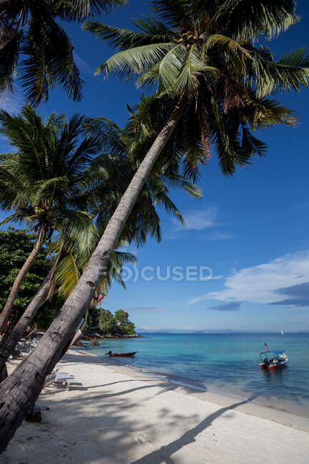Exuberantes árboles tropicales que crecen en la playa de arena cerca de tumbonas de madera cerca de barco en el agua azul del mar en Malasia - foto de stock