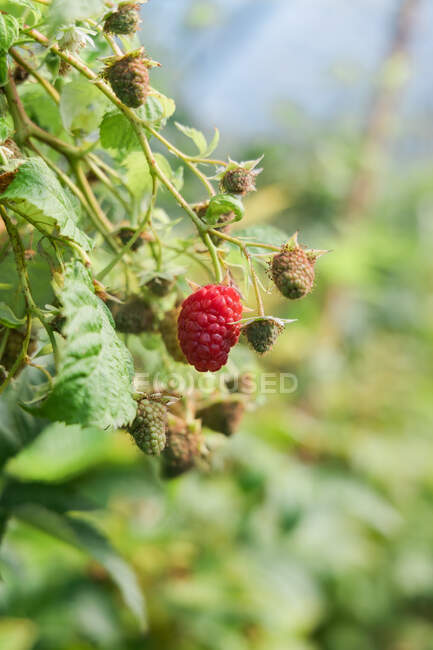 Ripe red edible raspberry growing on branch of perennial shrub cultivated in farm in countryside — Stock Photo