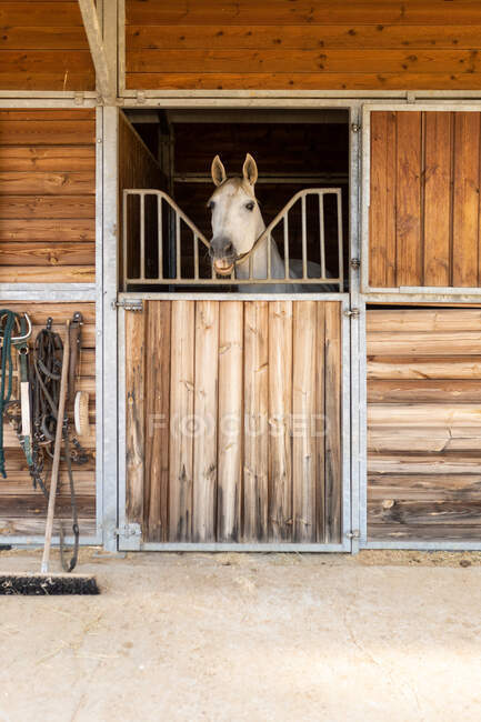 Muselières d'étalon gris regardant hors de stalle en bois avec auvent dans l'école d'équitation le jour ensoleillé — Photo de stock