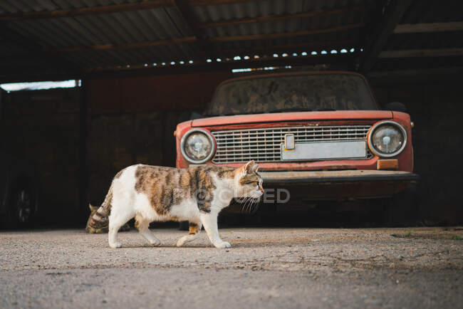 Vista lateral do gato passeando na rua perto de carro enferrujado gasto estacionado na garagem — Fotografia de Stock