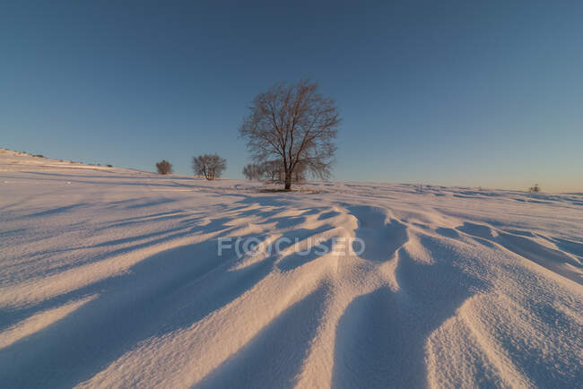 Paesaggio di collina coperta di neve e arbusti nudi che crescono nella natura invernale sotto cielo blu senza nuvole — Foto stock