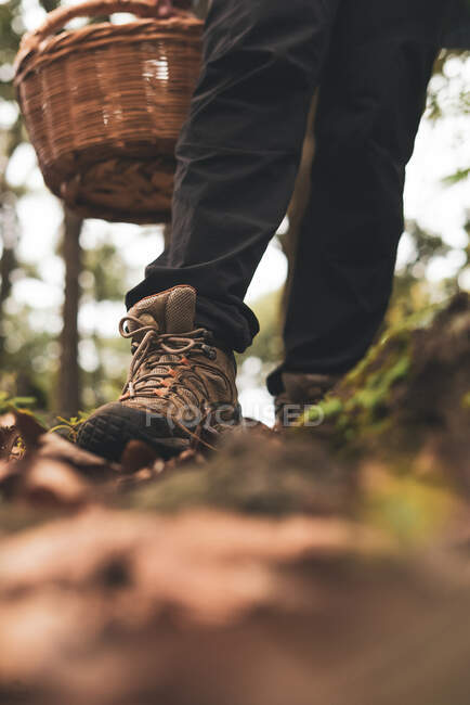 Low angle of crop unrecognizable female carrying wicker basket with edible mushrooms in woods — Stock Photo