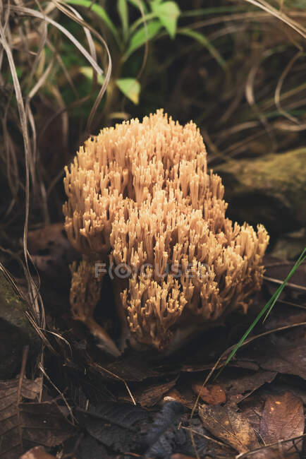 Champiñones comestibles Ramaria coral hongos que crecen en el suelo cubierto de hojas de alevines caídos en el bosque de otoño - foto de stock