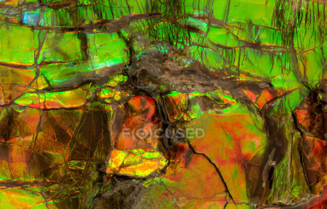 Makrofotografie, die die irisierenden Farben von Ammolit (Placenticeras sp.) zeigt. Ammolit besteht aus den versteinerten Schalen von Ammoniten und erhielt 1981 den Status eines Edelsteins. Dieses Exemplar ist 70 Millionen Jahre alt und stammt aus der späten Kreidezeit. — Stockfoto