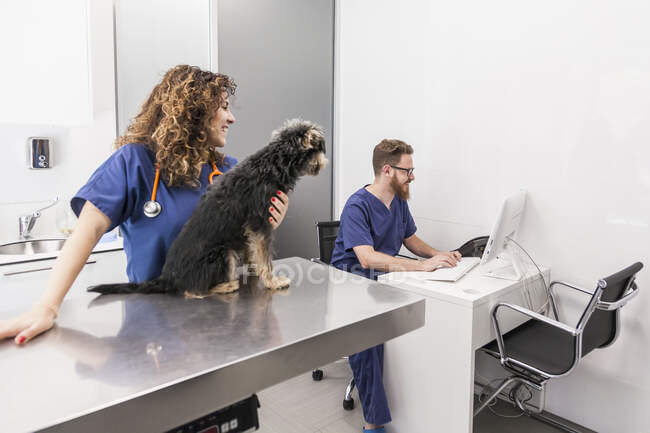 Sorrindo mulher acariciando fofo Yorkshire Terrier e falando com assistente masculino trabalhando no computador na clínica veterinária — Fotografia de Stock