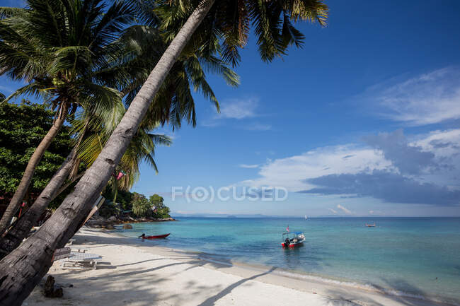 Exuberantes árboles tropicales que crecen en la playa de arena cerca de tumbonas de madera cerca de barco en el agua azul del mar en Malasia - foto de stock