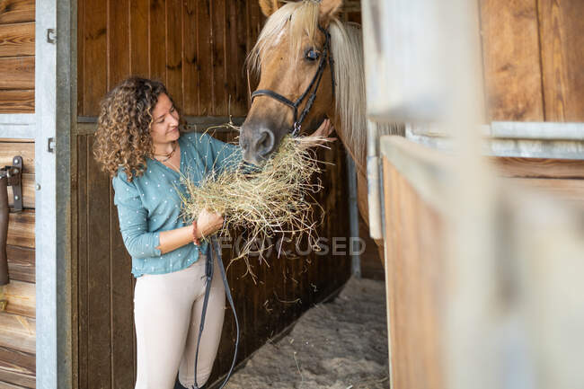 Mature female with curly hair giving dry grass to stallion in wooden stable in riding school — Stock Photo