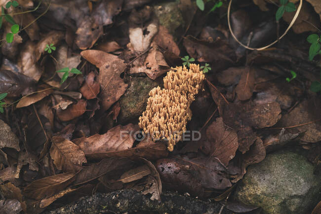 Edible Ramaria coral fungi mushroom growing on ground covered with fallen fry leaves in autumn forest — Stock Photo
