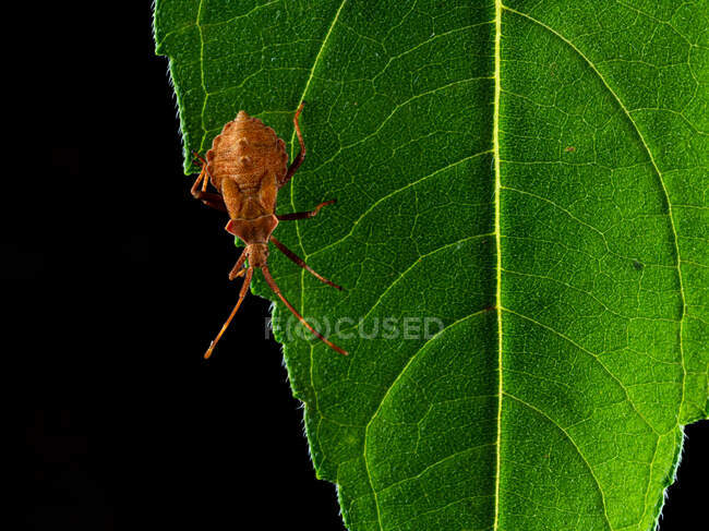 Закрыть на зеленом листе док-жука (Coreus marginatus) или красновато-коричневого квашбуга (Coreus marginatus) — стоковое фото